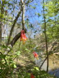 Aquilegia canadensis image